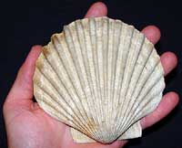 chesapecten fossil