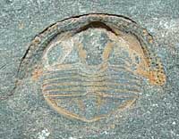 trilobite fossil