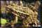 amphibian macro photography
