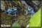 photography of frogs, toad, and salamanders