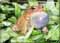 american toad pictures