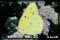 butterflies pictures