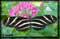 zebra butterfly picture