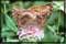 pictures of butterflies