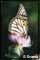 monarch butterfly picture