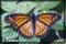 monarch butterfly photography