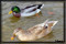 waterfowl pictures