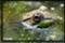 frog pictures