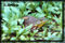 frog macro pictures
