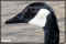 duck pictures
