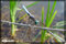 macro dragonfly pictures
