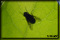 macro fly pictures