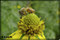 bug pictures