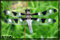 dragonflies