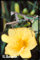 macro photos