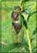 wasp photography