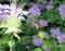 macro pictures of insects
