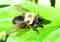 insect macro