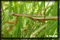 wildlife photography