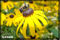 macro photography