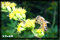 macro pictures
