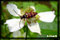 macro