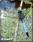 macro dragonfly photography