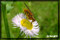 insect photography