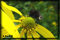 insect pictures
