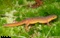 salamander pictures