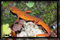 salamander photography