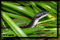 snake photography