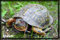 turtle photography