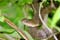 snake close up picture
