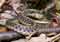 macro reptiles