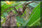macro spider pictures