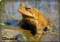 toad pictures