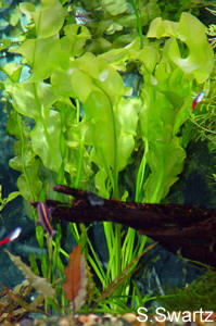 Aponogeton ulvaceus