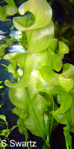 Aponogeton