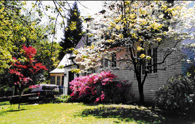 The dogwood and the azaleas and the Japanese maple bloomed at the same time. 