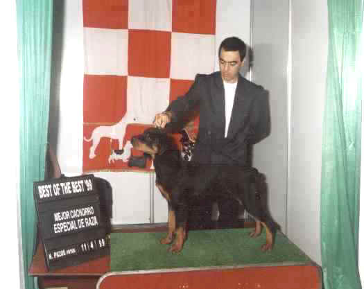 morgan mejor cachorro raza purina