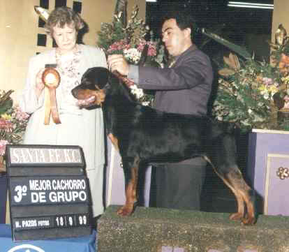 morgan 3 mejor cachorro grupo II