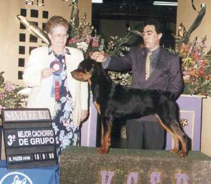 morgan 3  mejor  grupo II cachorros