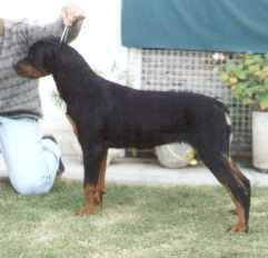 Yoco con 8 meses de edad