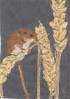 field mouse.jpg (55827 bytes)