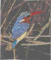 kingfisher.jpg (163792 bytes)
