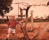 Pruning