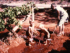 Irrigation Small scale