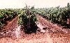 Vine rows being irrigated