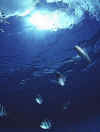 Scuba9.jpg (35686 bytes)
